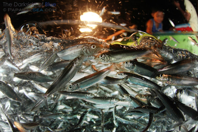 Paparazsea: Five Reasons NOT to Dive Lobo Batangas