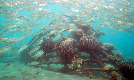 Biorock giving new life to coral reefs