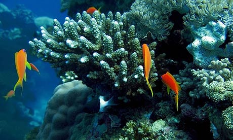 World’s coral reefs could disintegrate by 2100