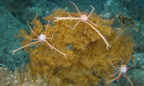 Deep-sea trawling is destroying coral reefs and pristine marine habitats