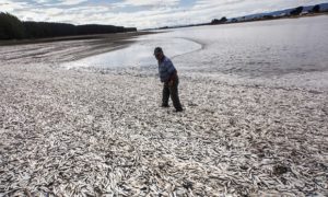  A fisherman on a beach in Temuco, Chile that is blanketed with dead sardines, a result of algal blooms that suck oxygen out of the water. Photograph: Felix Marquez/AP