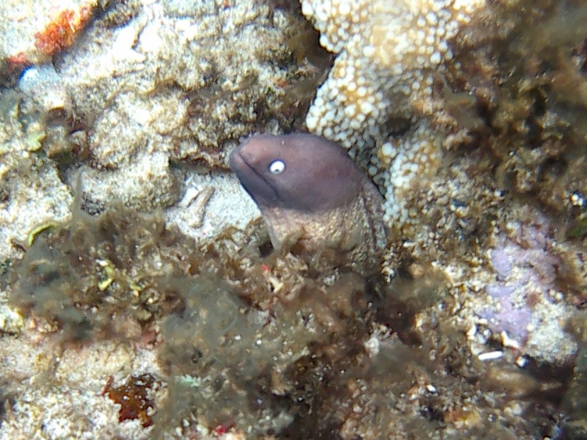 Romblon Reef