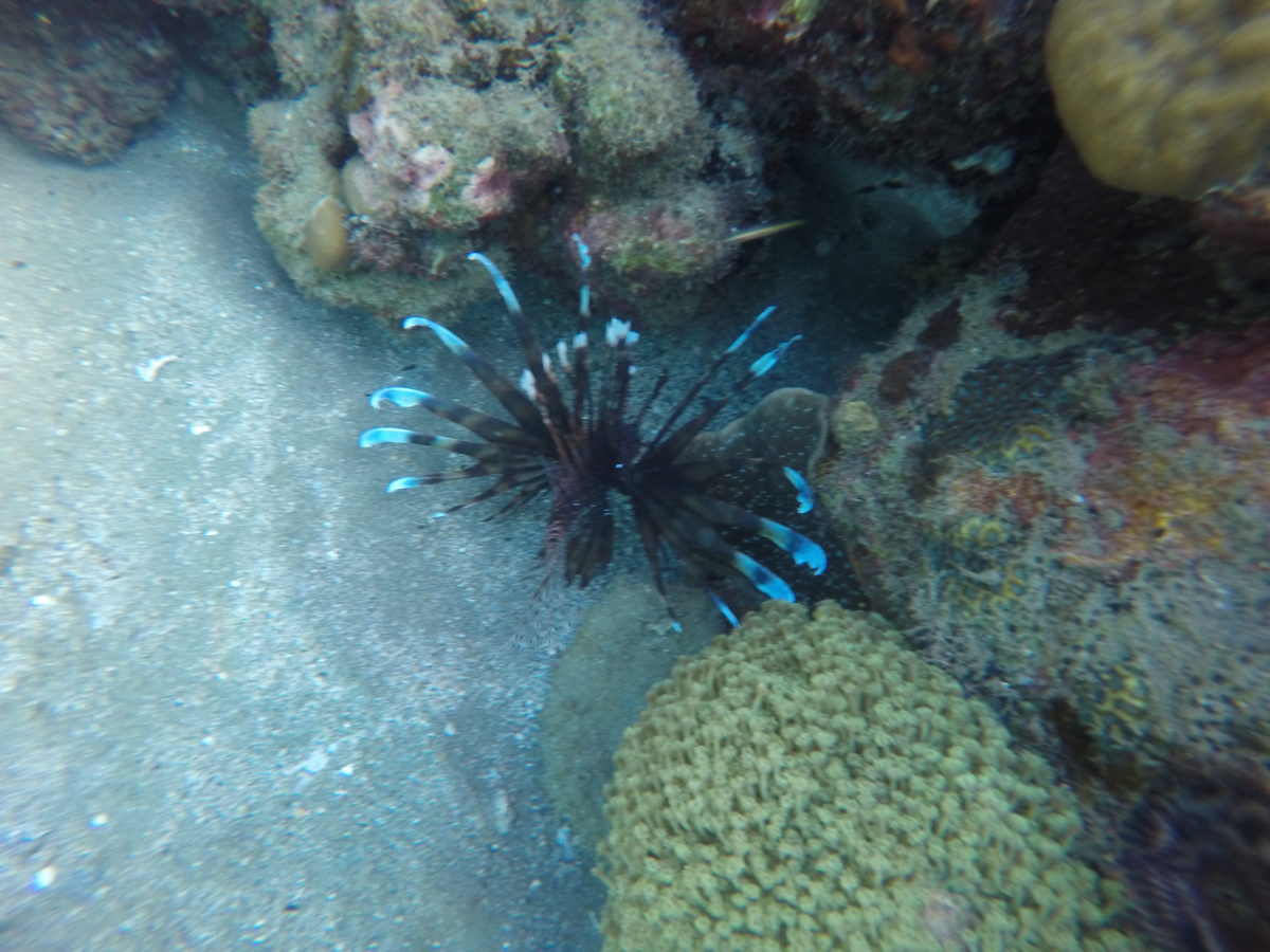 Lion Fish Lobo Batangas