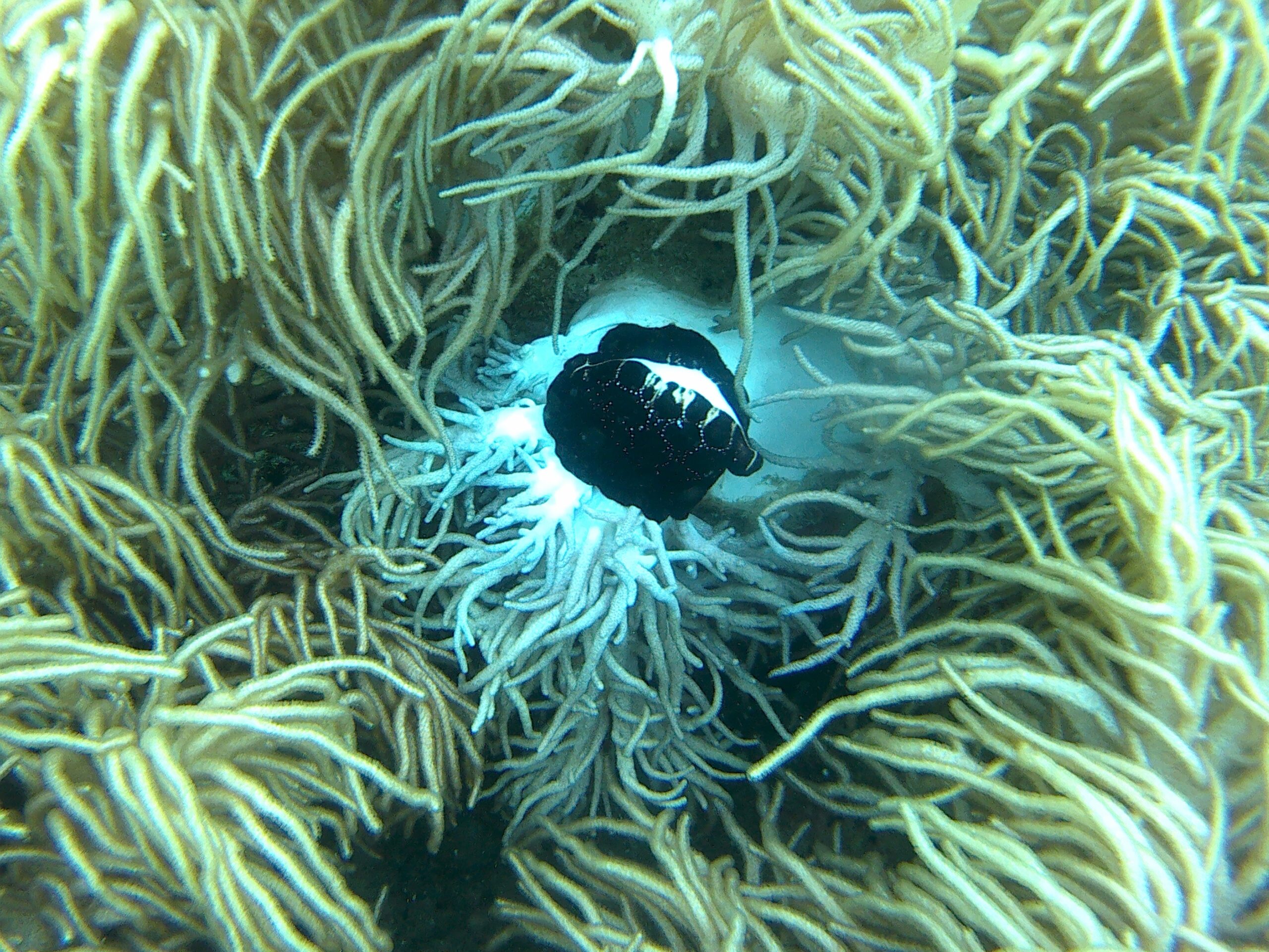 coral in lobo batangas philippines