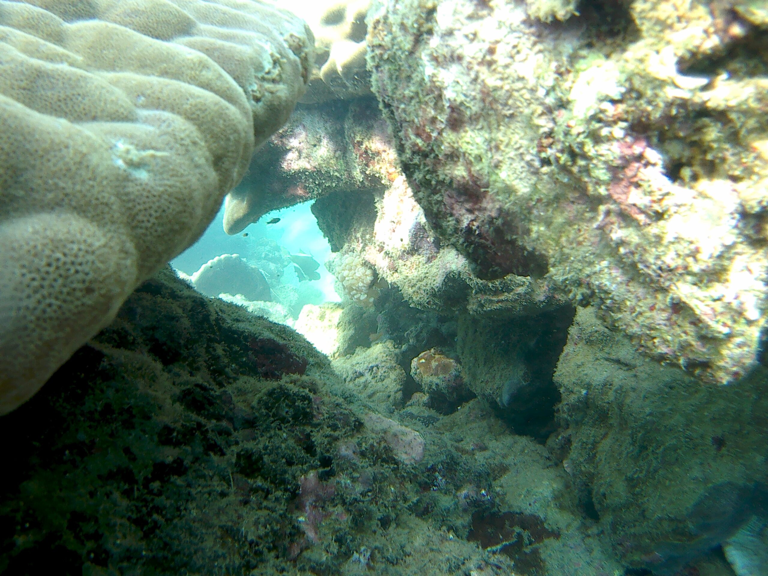 coral lobo batangas