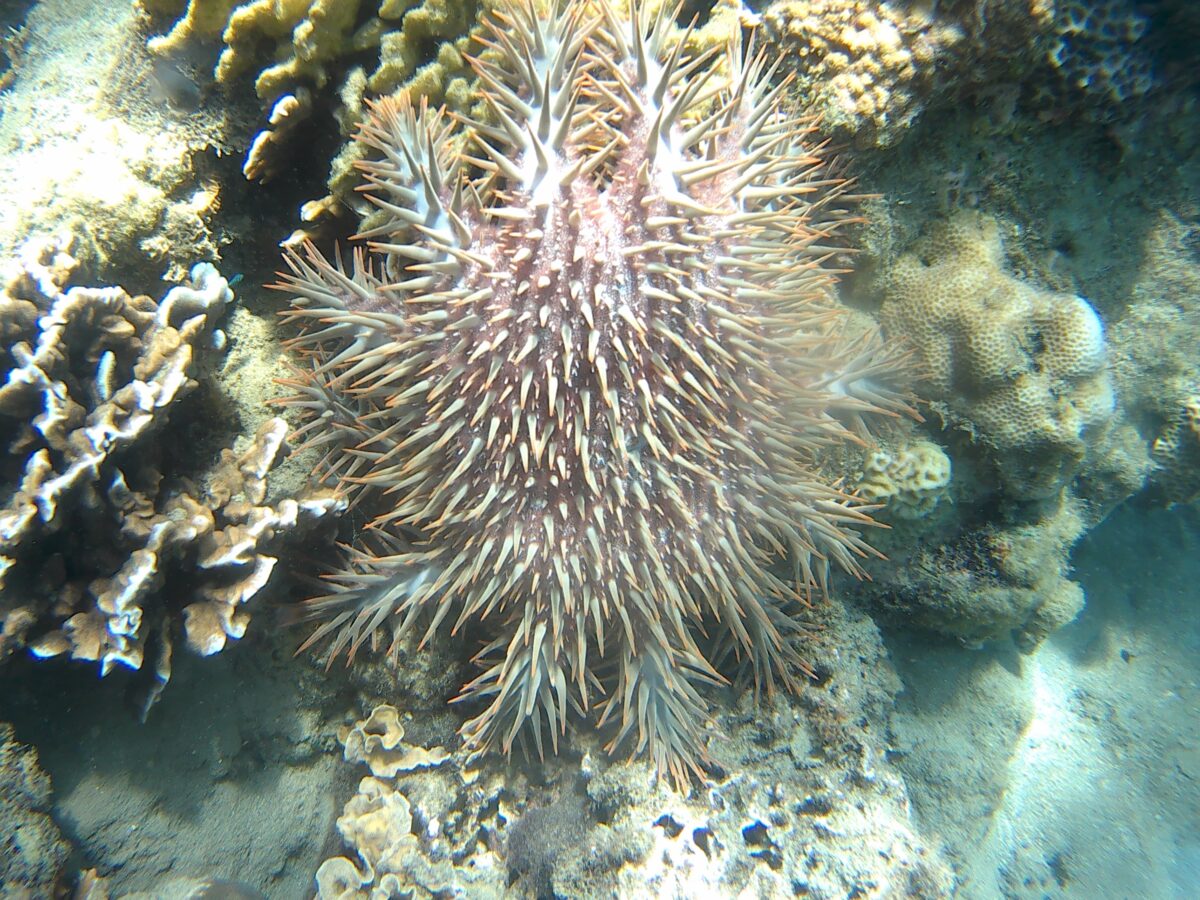 corals philippines